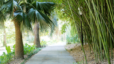 Green park with road, path to bamboo trees alley and palm trees. Nice and comfortable great garden. Beauty nature landscape.の写真素材