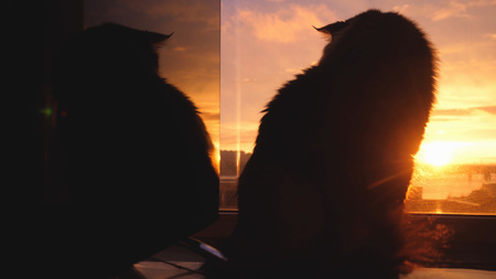 Beautiful Maine Coon cat to sit on the window watch sunlight at sunset.の写真素材