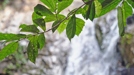 Leaves on foreground on blurred tropical jungle waterfallの写真素材
