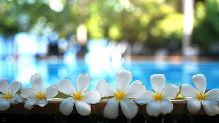 Fresh white frangipani plumeria tropical exotic flowers over blurred swimming pool water and tree of frangipani.の写真素材