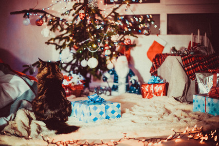A beautiful living room decorated for Xmas with cat. Christmas family traditions.の写真素材