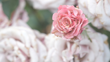Beautiful blooming roses in the garden. Summer timeの写真素材