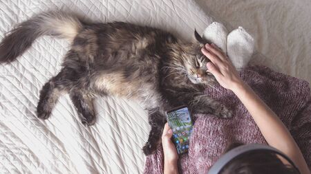 Top of view of young woman listen to music in headphones relaxing with her lovely Maine Coon cats laying in bed uses mobile phoneの写真素材