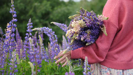 Young woman with bouquet walks among flower lupins field Concept of nature, happiness, summer, walksの写真素材