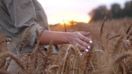 Female hand touching wheat. Agriculture harvest grove. Close Up of farmers hand over wheat growing...