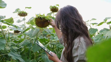 Farmer girl working with tablet in sunflower field inspects blooming sunflowers, business woman analyzing harvest. agricultural business. Farming concept.の写真素材