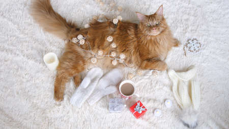 Maine Coon cat on a white fluffy blanket lies in the Christmas decorations and looks at camera. Christmas , new year conceptの写真素材