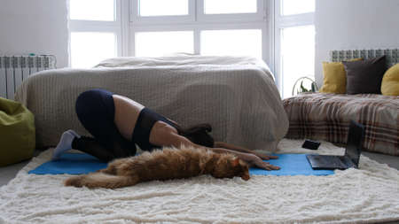Woman doing exercise workout online personal trainer watching an online course on the computer and Maine Coon cat is sitting side by side in room. During Quarantine.の写真素材