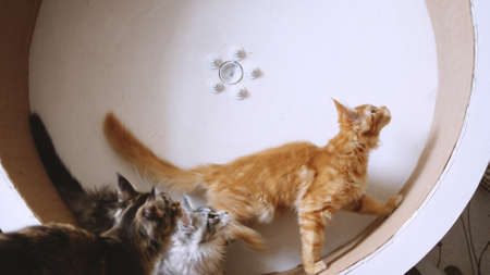 Cat exercising on treadmill - Maine Coon cats running on wheelの写真素材