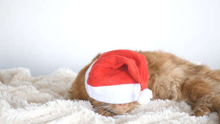 A big red cute Maine Coon cat as a tiger with a Christmas hat, sitting on a plaid.の写真素材