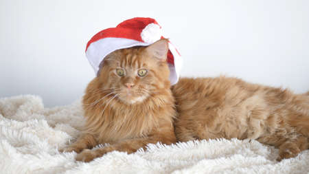 A big red cute Maine Coon cat as a tiger with a Christmas hat, sitting on a plaid.の写真素材