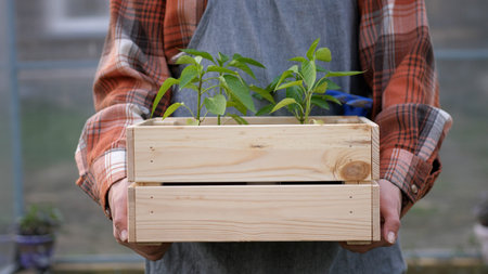 Female farmer in work wear holds the box with pepper seedlings before planting, the green pepper...