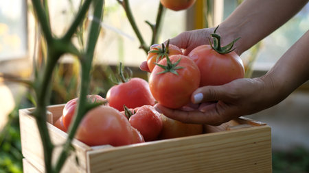 A woman farmer collects tomatoes in greenhouse and puts it in a wooden box. Close up of female handsの写真素材