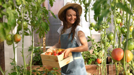 Happy farmer in hat with the produce from the tomato garden. Gardener holds wooden box with tomatoes. Tomatoes ripening in a greenhouse.の写真素材