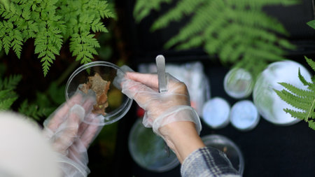 In a forest area, an ecologist takes plant samples and puts them in a container for research in a laboratory. Environment and ecosystem concept. Biology activist.の写真素材