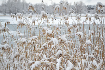 Reeds covered with snow on the lake.の写真素材