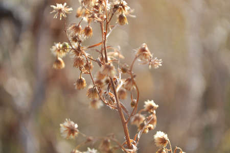 Flowers close-up in sunlight.の写真素材