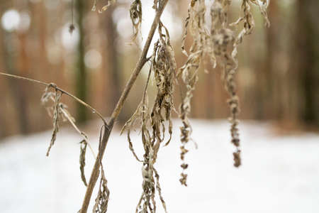 Plants in the forest close-up on a light blurred background.の写真素材
