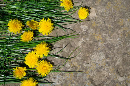 Yellow dandelion flowers in green grass on concrete background with copy spaceの写真素材