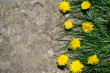 Yellow dandelion flowers on stone background, top view. Space for textの写真素材