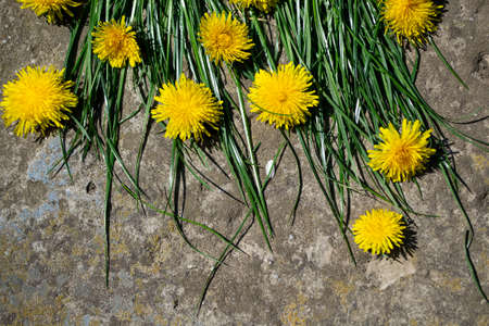 Yellow dandelions on a stone background. Top view, copy space.の写真素材