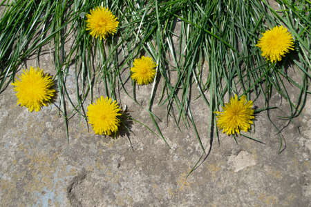 Yellow dandelions in green grass on a gray stone background.の写真素材