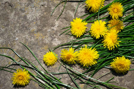 Yellow dandelion flowers and green grass on gray concrete background.の写真素材