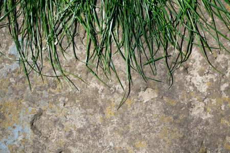 Green grass on concrete floor. Natural background. Close-up.の写真素材
