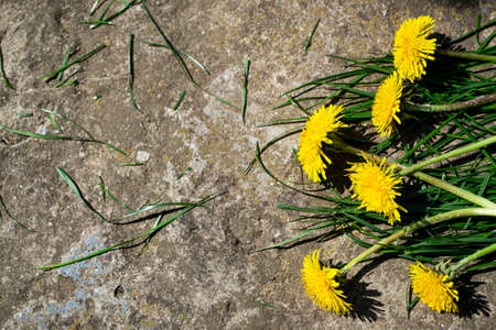 Yellow dandelions on a stone background. Copy space for text.の写真素材
