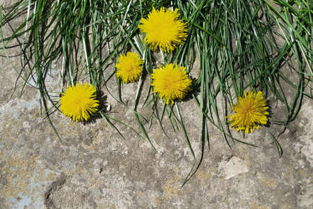 Yellow dandelions on a stone background. Dandelions on a stone background.の写真素材