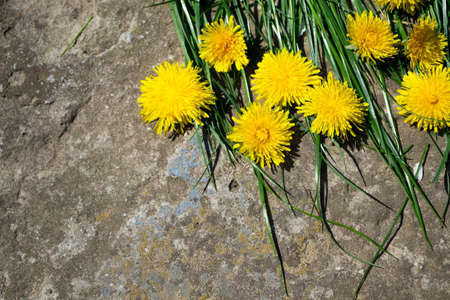 Yellow dandelion flowers on the stone background. Copy space.の写真素材