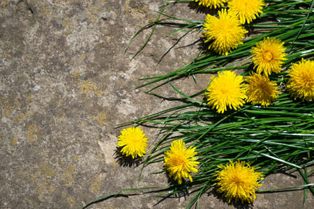 Yellow dandelions on concrete background with green grass. Copy space.の写真素材