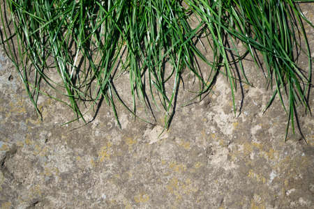 Green grass on the concrete background. Close-up. Copy space.の写真素材