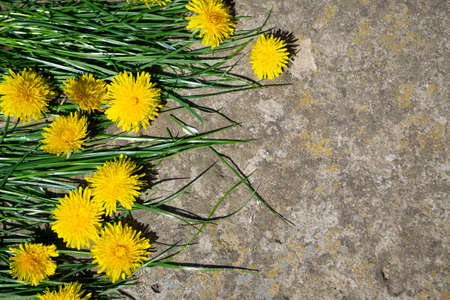 Yellow dandelions and green grass on stone background, top viewの写真素材