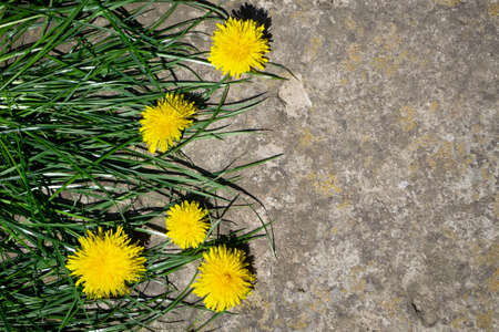 Yellow dandelion flowers on a gray stone background. Copy space.の写真素材