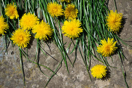 Dandelion flowers with green grass on stone background. Spring flowers.の写真素材