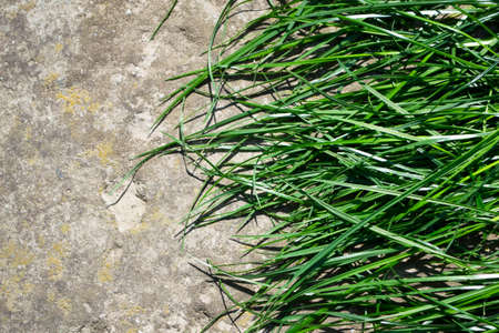 Green grass on the concrete floor. Close-up. High quality photoの写真素材