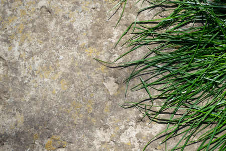 Green grass on concrete background, top view with space for text.の写真素材