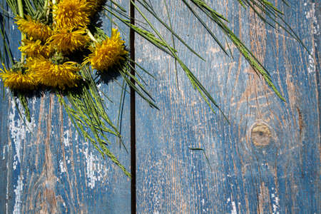 Yellow dandelions on a blue wooden background. Copy space.の写真素材