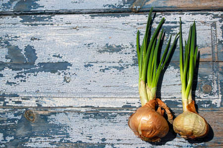 Fresh spring onions on a wooden background. Top view, copy spaceの写真素材