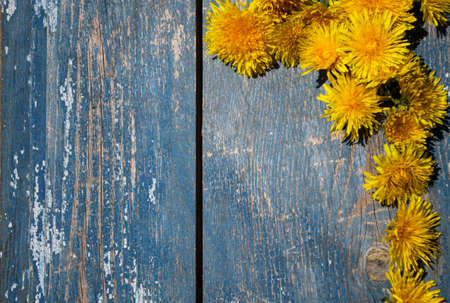 Yellow dandelions on a blue wooden background. Copy space.の写真素材