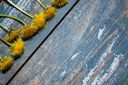Dandelion flowers on wooden background. Top view. Copy space.の写真素材