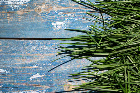 Green grass on old blue wooden planks background. Top view.の写真素材