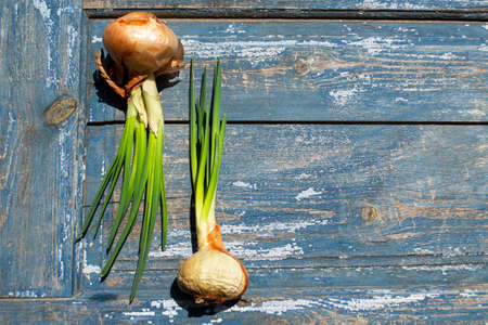 onion on the blue wooden table, top view, copy spaceの写真素材