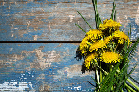 Bouquet of yellow dandelions on a blue wooden background. Copy space.の写真素材