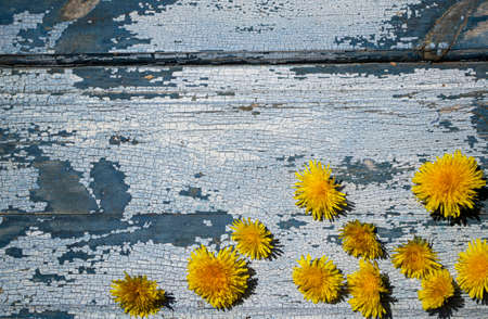 Dandelion flowers on rustic wooden background. Top view.の写真素材