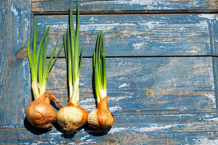 Onion bulbs on a blue wooden background with space for text.の写真素材