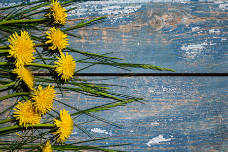 Yellow dandelions on a blue wooden background. Copy space.の写真素材