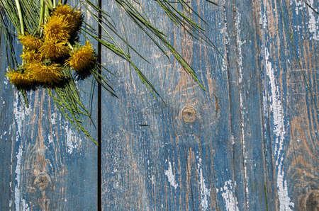 Yellow dandelion flowers on blue wooden background. Copy space.の写真素材