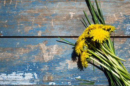 Bouquet of yellow dandelions on a blue wooden backgroundの写真素材
